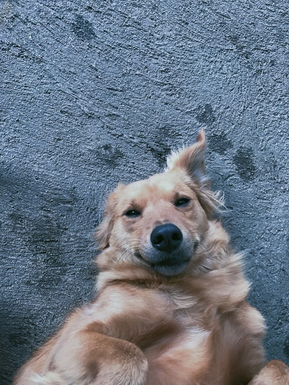 Aesthetic Dog Wallpaper HD Free download