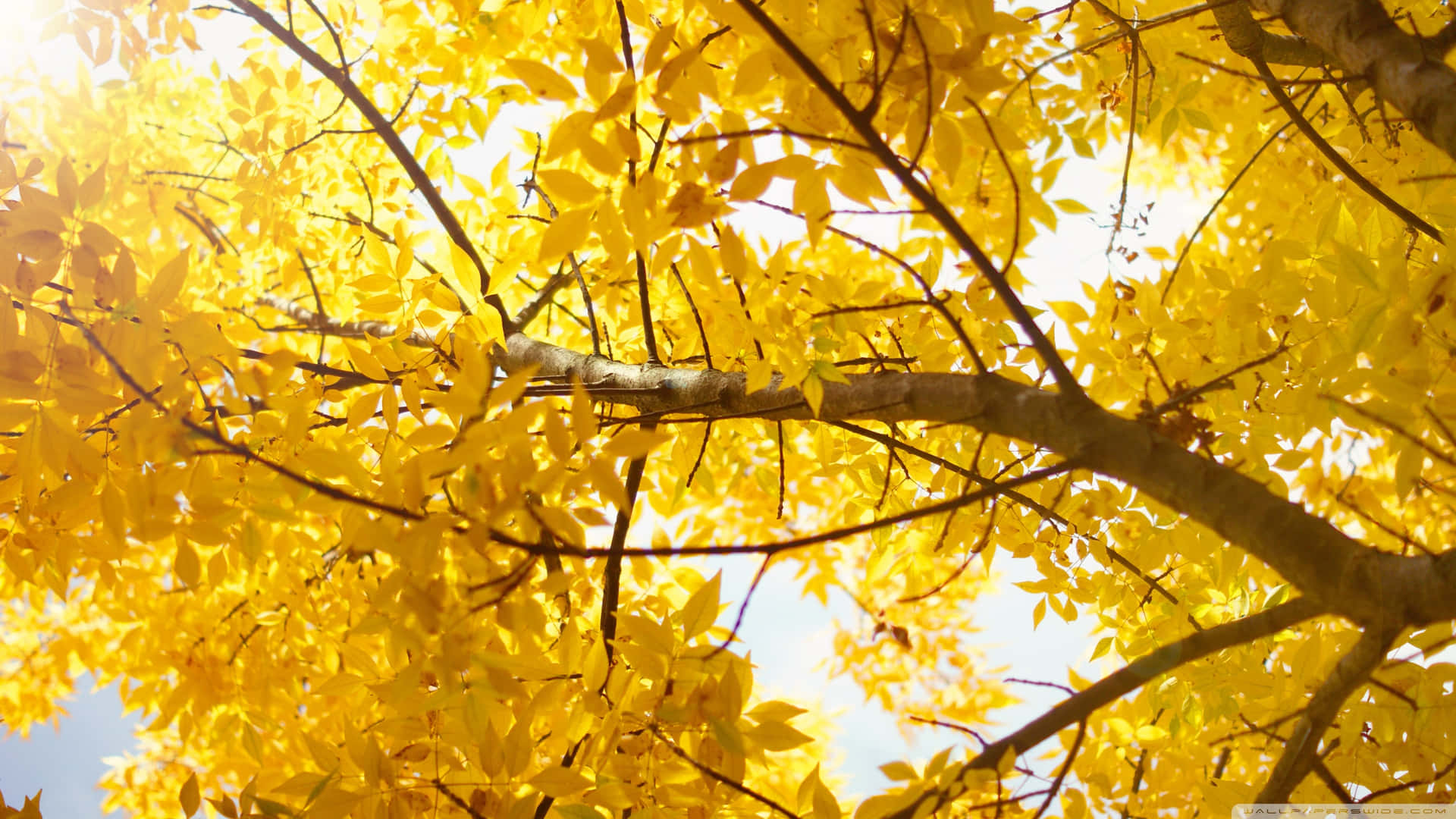 Download A Yellow Tree With Leaves In The Sunlight Wallpaper