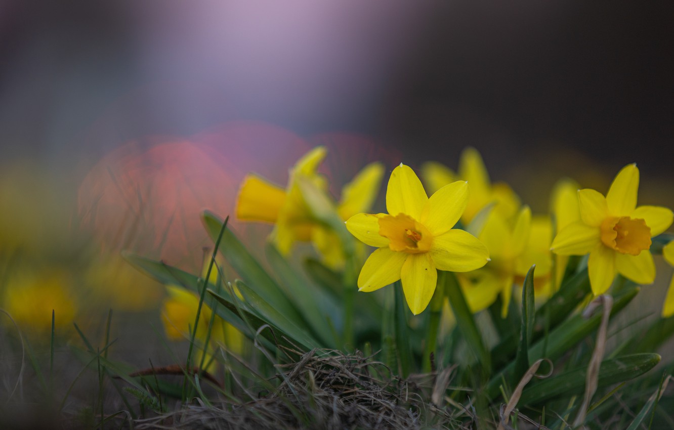 Wallpaper flowers, background, spring, yellow, flowerbed, daffodils, bokeh image for desktop, section цветы