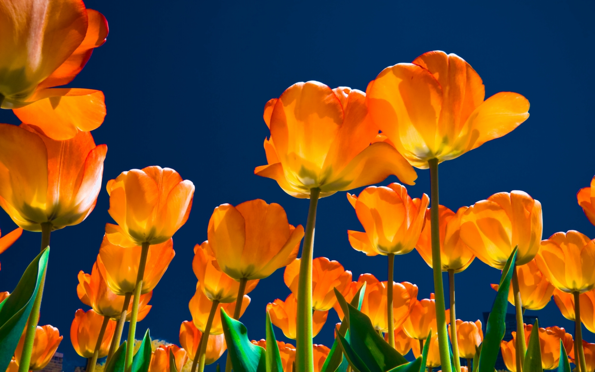 Wallpaper Yellow Tulips in Bloom During Daytime, Background Free Image