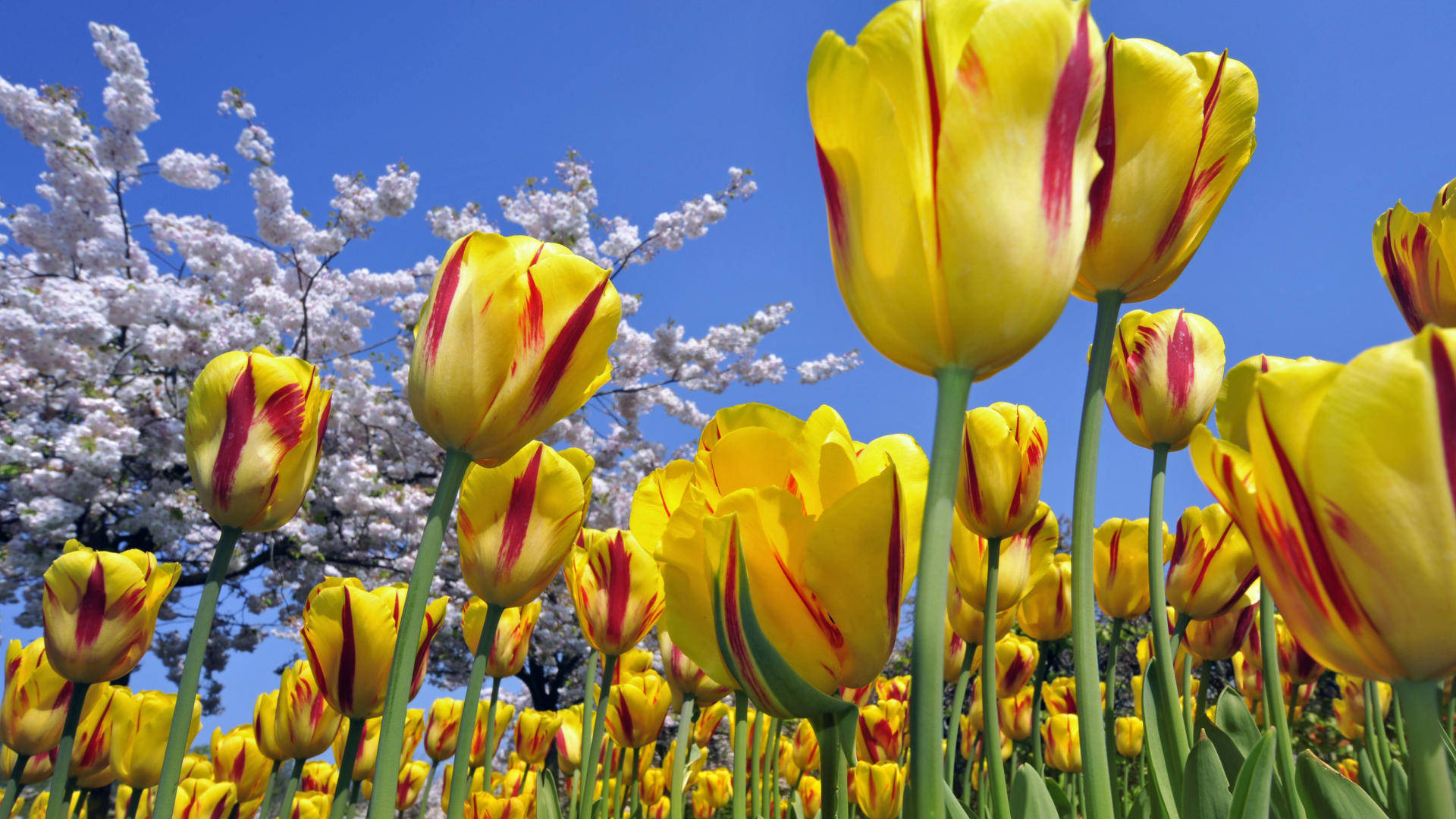 Free Spring Flowers Wallpaper Downloads, Spring Flowers Wallpaper for FREE