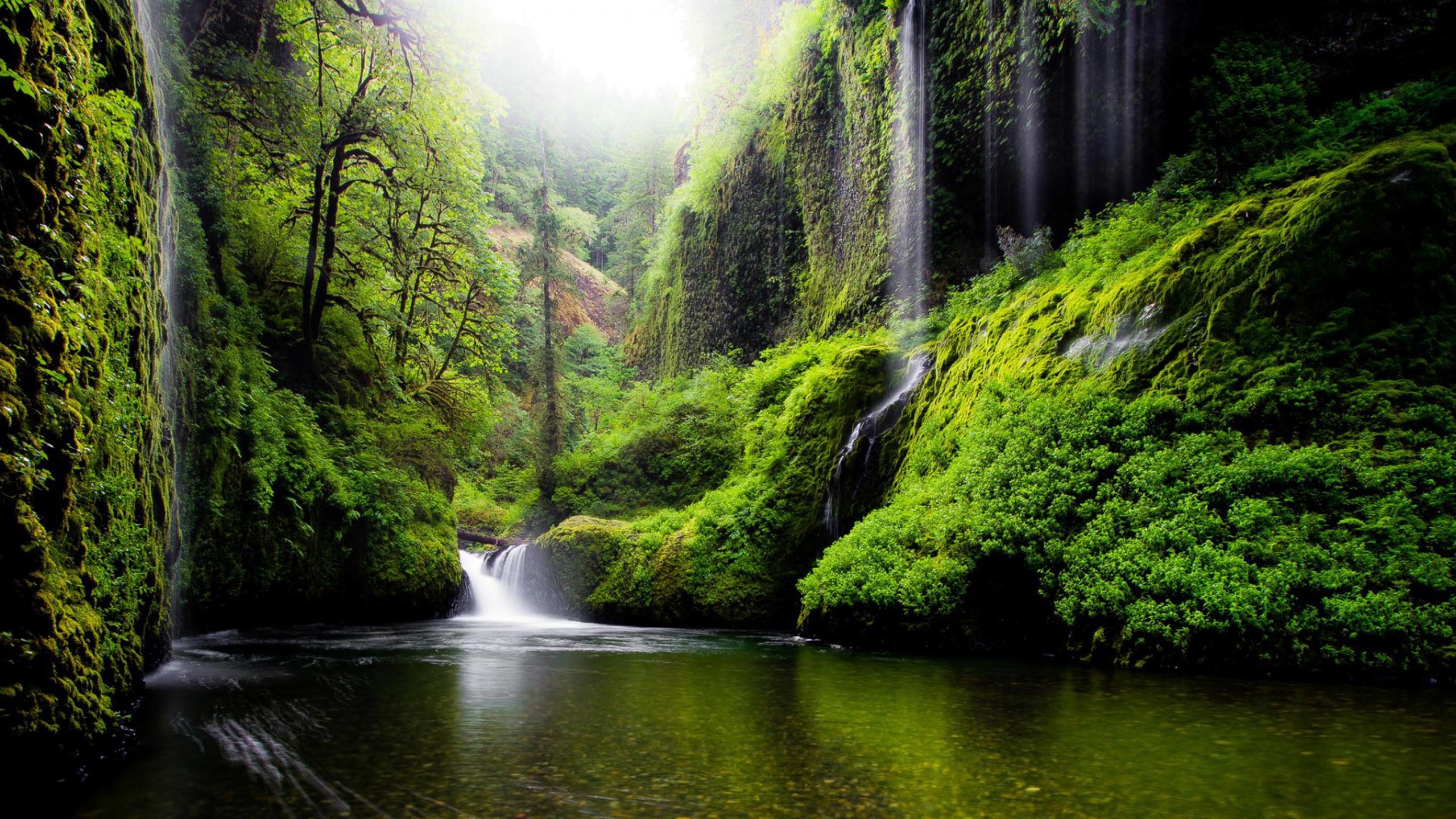 Wallpaper Water Falls in The Middle of Green Trees, Background Free Image