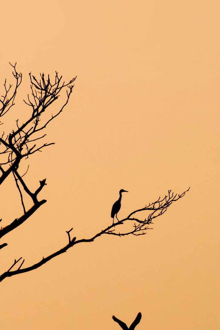 Birds And Trees Wallpapers - Wallpaper Cave