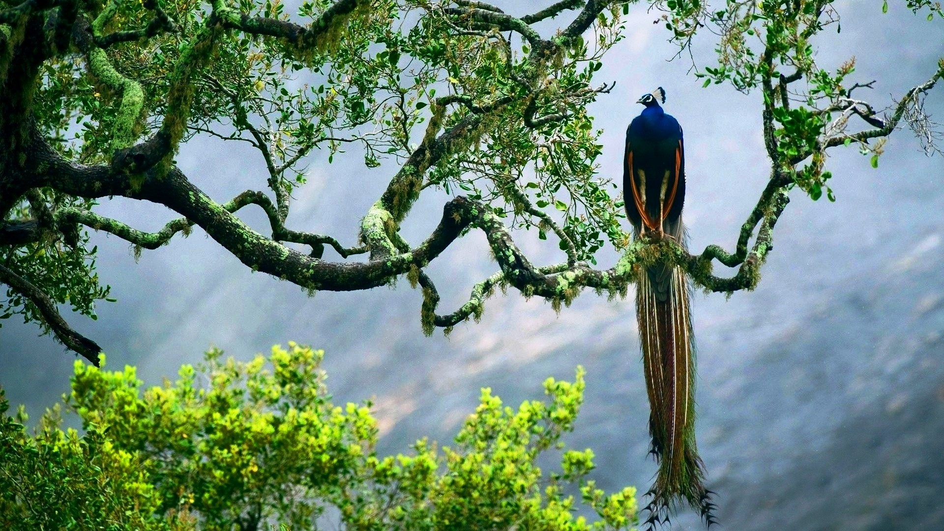 animals, trees, birds, peacock Gallery HD Wallpaper