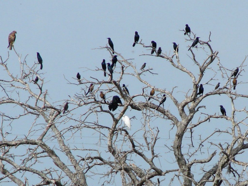 Birds in Trees