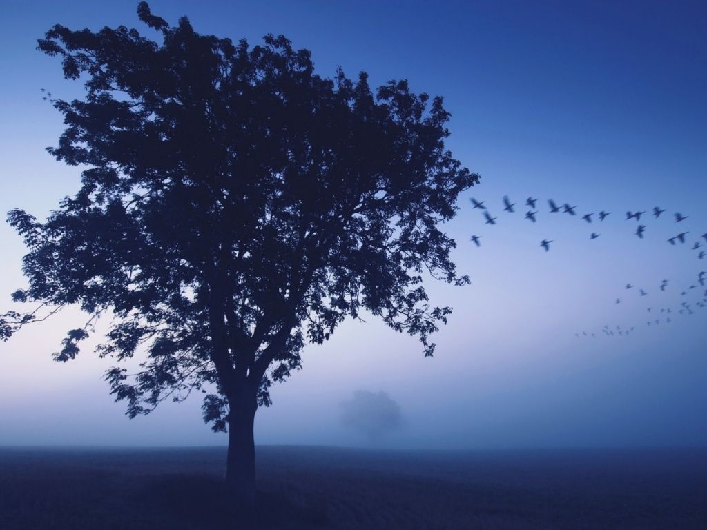 Blue Tree Sky Field & Birds wallpaper. Tree wallpaper, Blue sky wallpaper, Blue tree