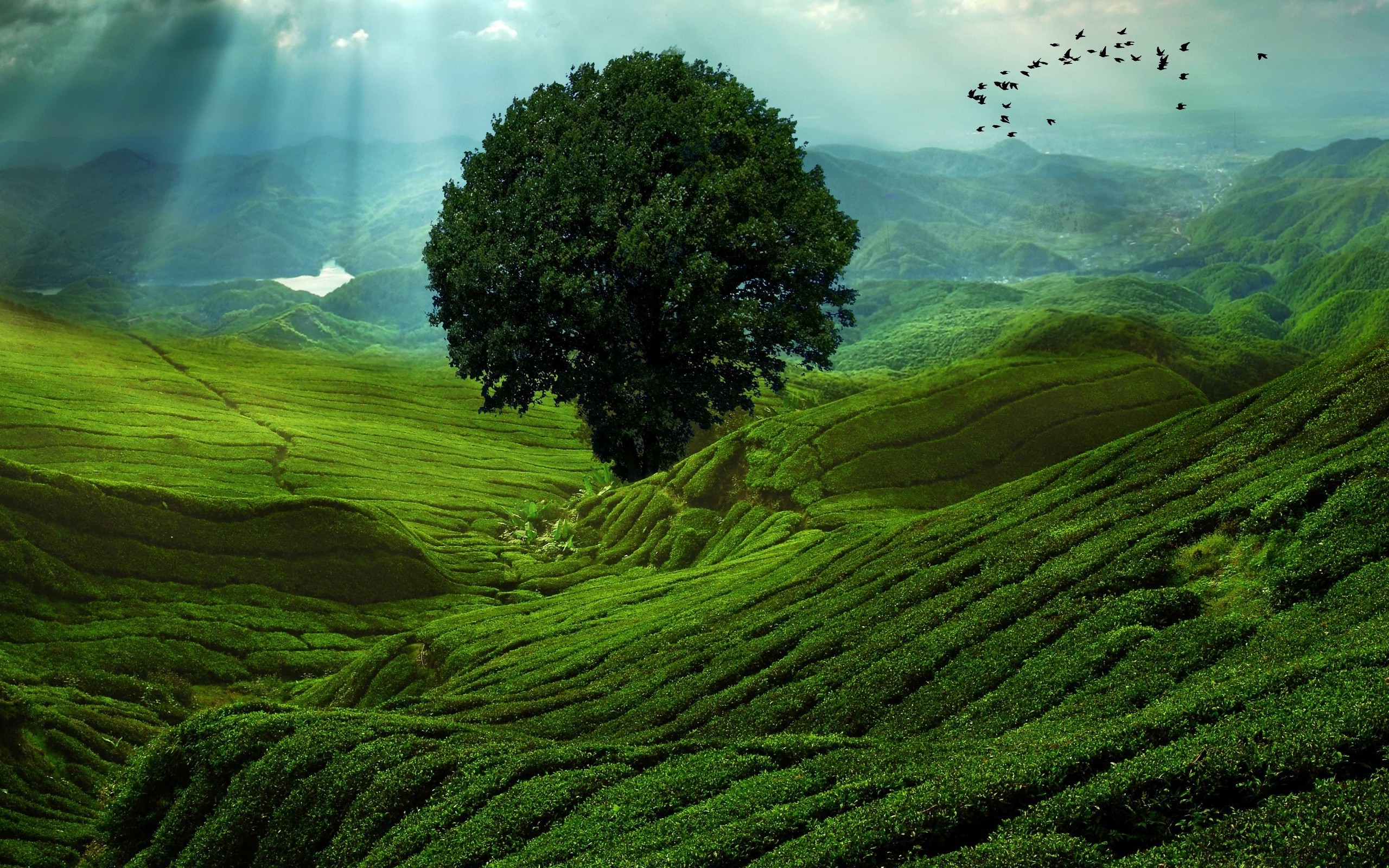 landscape, Nature, Field, Birds, Trees, Sun Rays Wallpaper HD / Desktop and Mobile Background