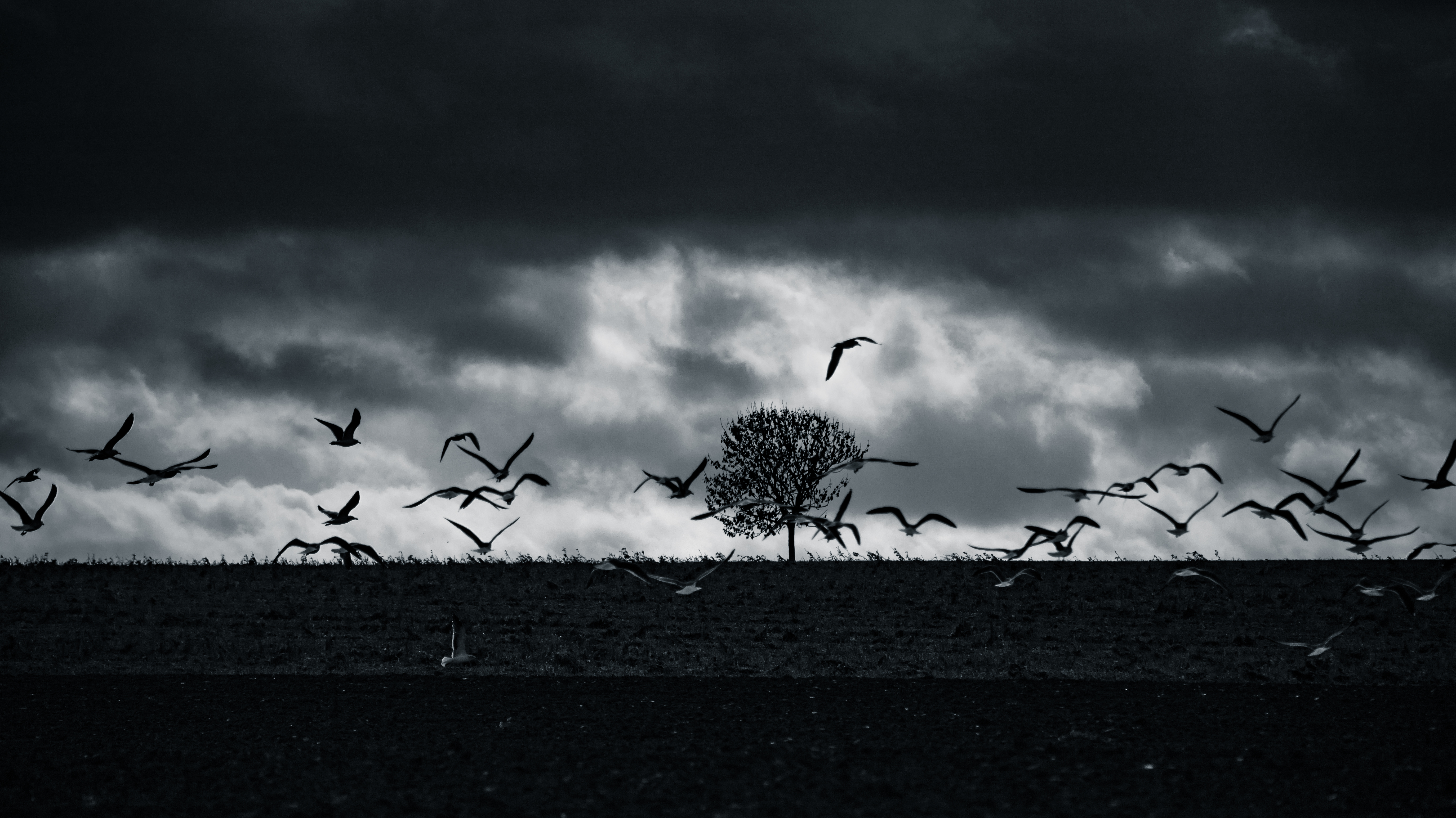 Bird Of Prey Monochrome Sky Storm Birds Trees Clouds Wallpaper:6151x3454