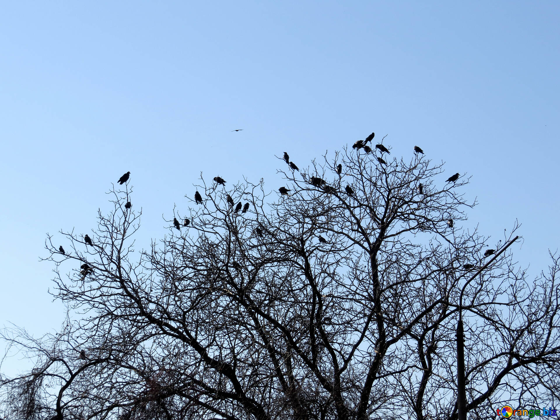 Birds And Trees Wallpapers - Wallpaper Cave