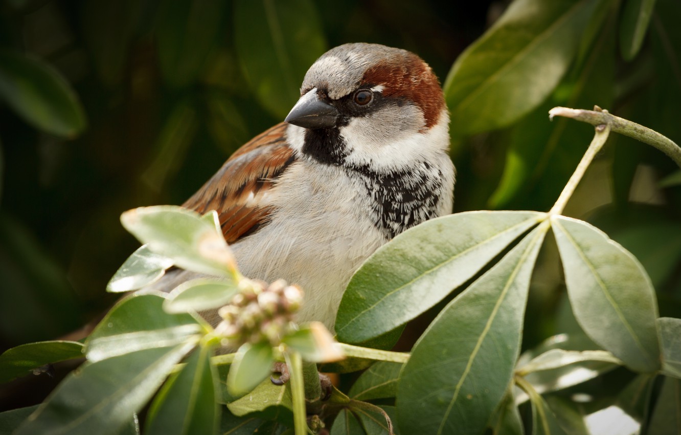 Birds And Trees Wallpapers - Wallpaper Cave