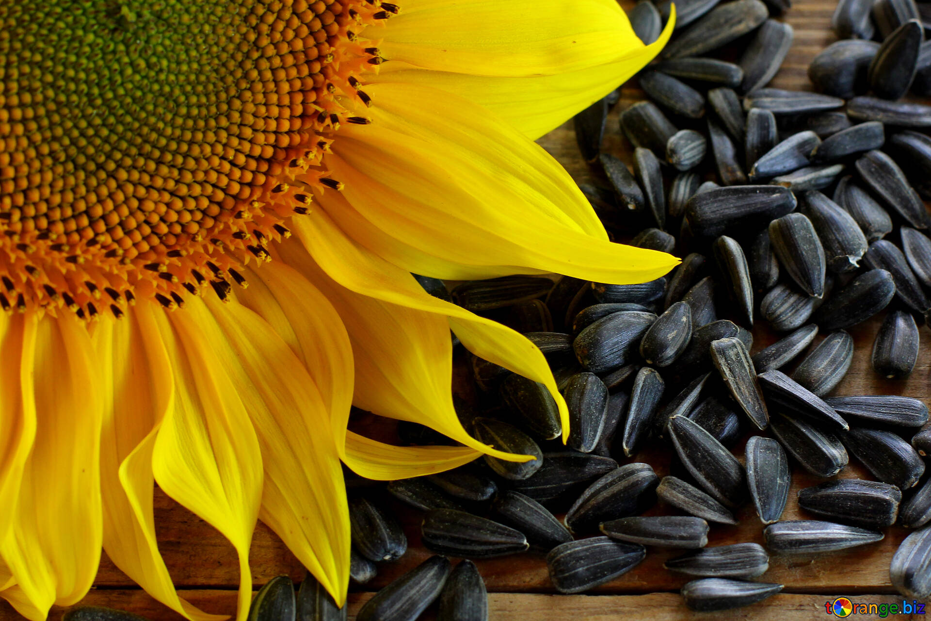 Lush Rare Sunflower Seeds Moment Collection Lush Rare Sunflower Seeds Moment Collection