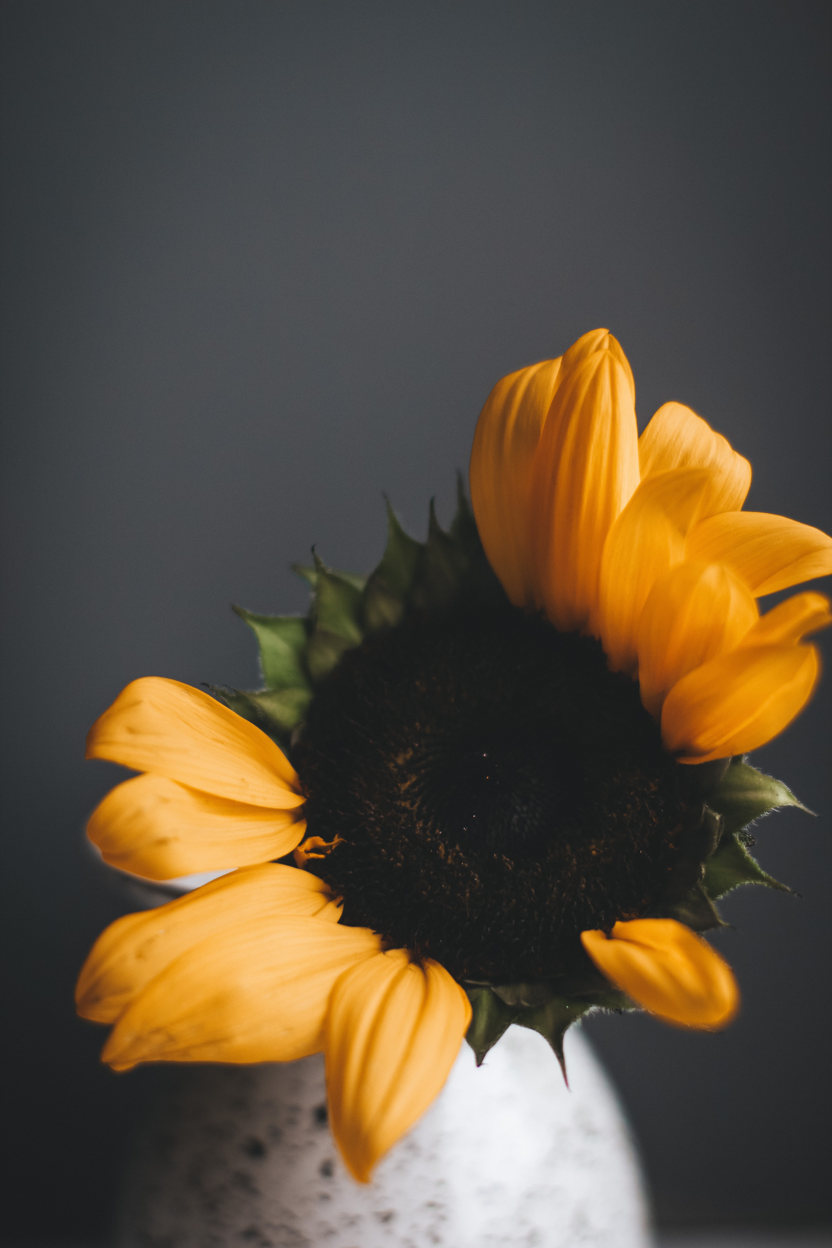 Sunflower Seed Photo, Download The BEST Free Sunflower Seed & HD Image