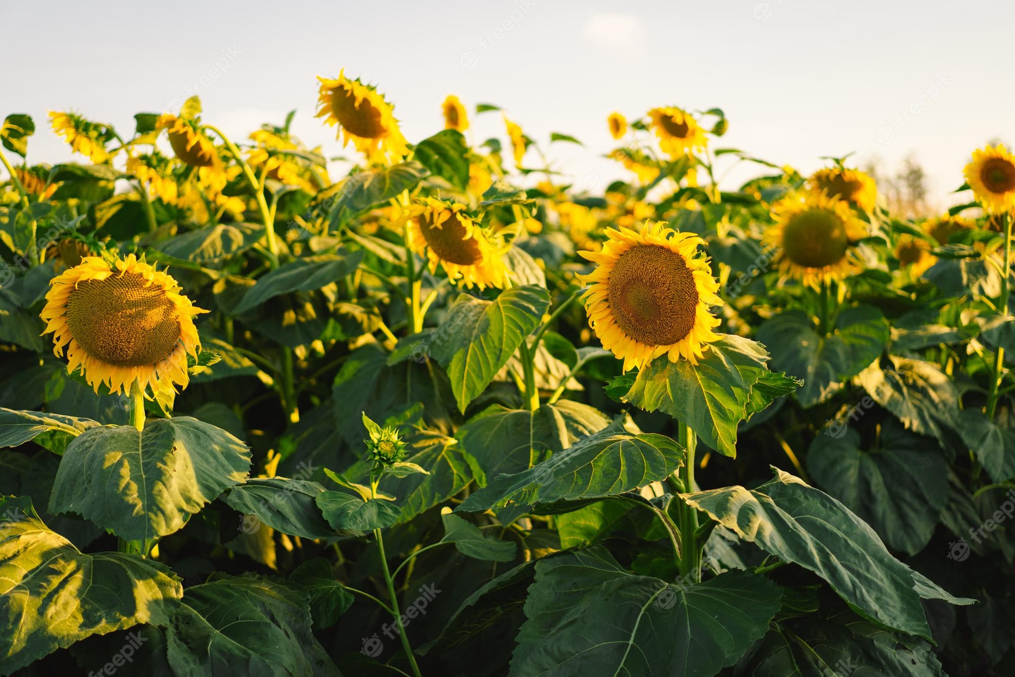 Premium Photo. Sunflower field agriculture harvest concept sunflower seeds vegetable oil wallpaper with sunflower