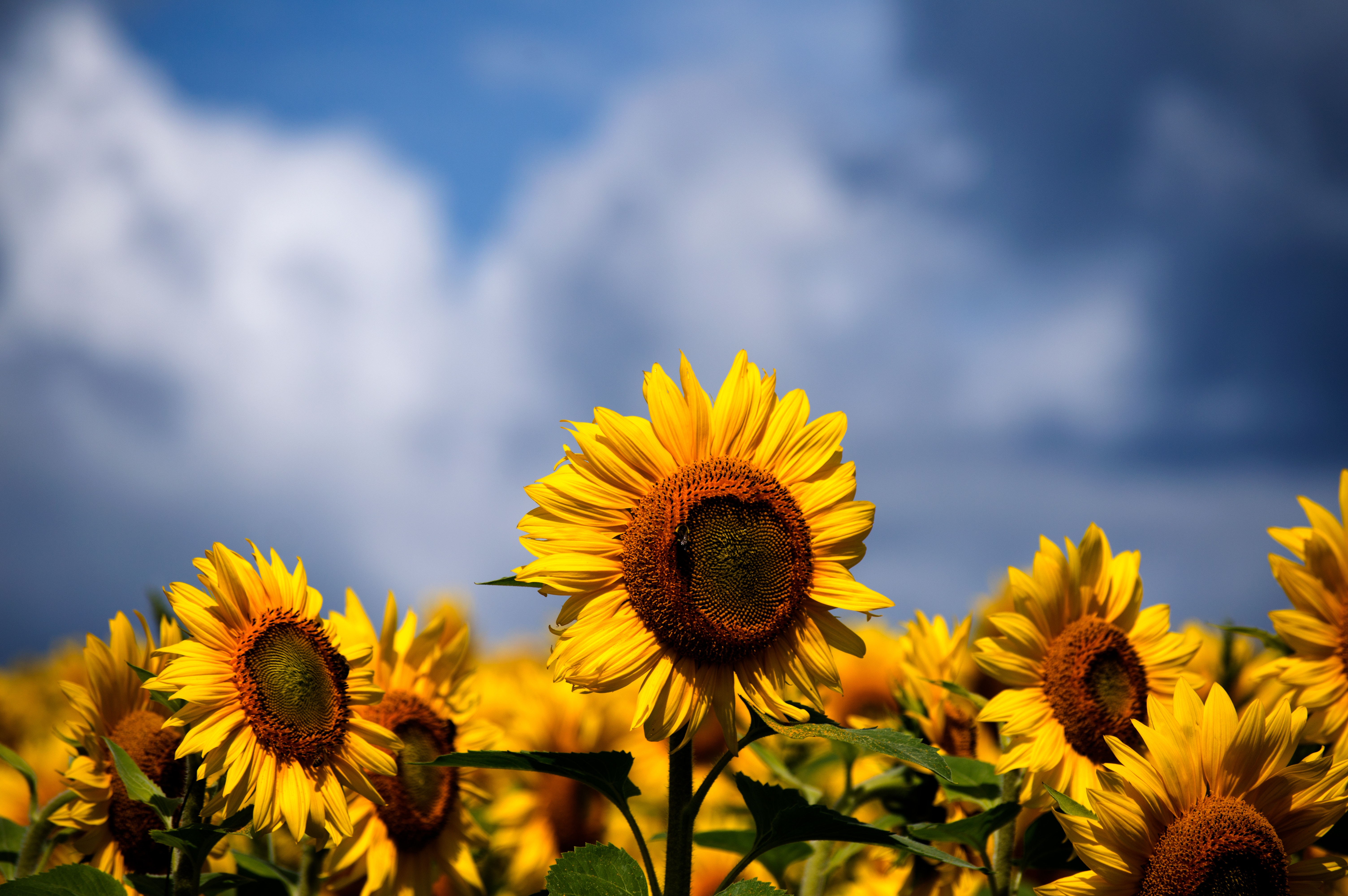 sun flower HD wallpaper, background