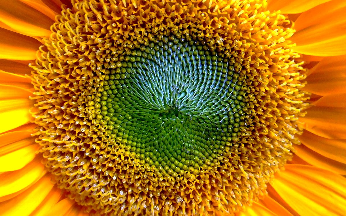 Dynamic Rare Sunflower Seeds Abstract for Mobile Dynamic Rare Sunflower Seeds Abstract for Mobile