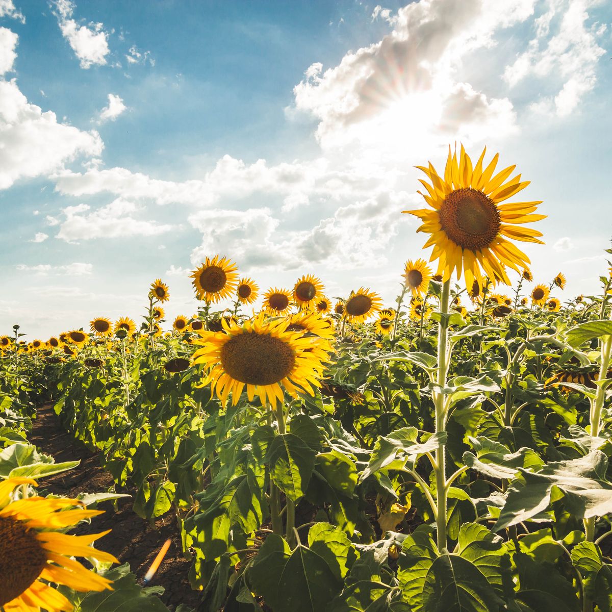 Sunflower Seeds Wallpapers Wallpaper Cave