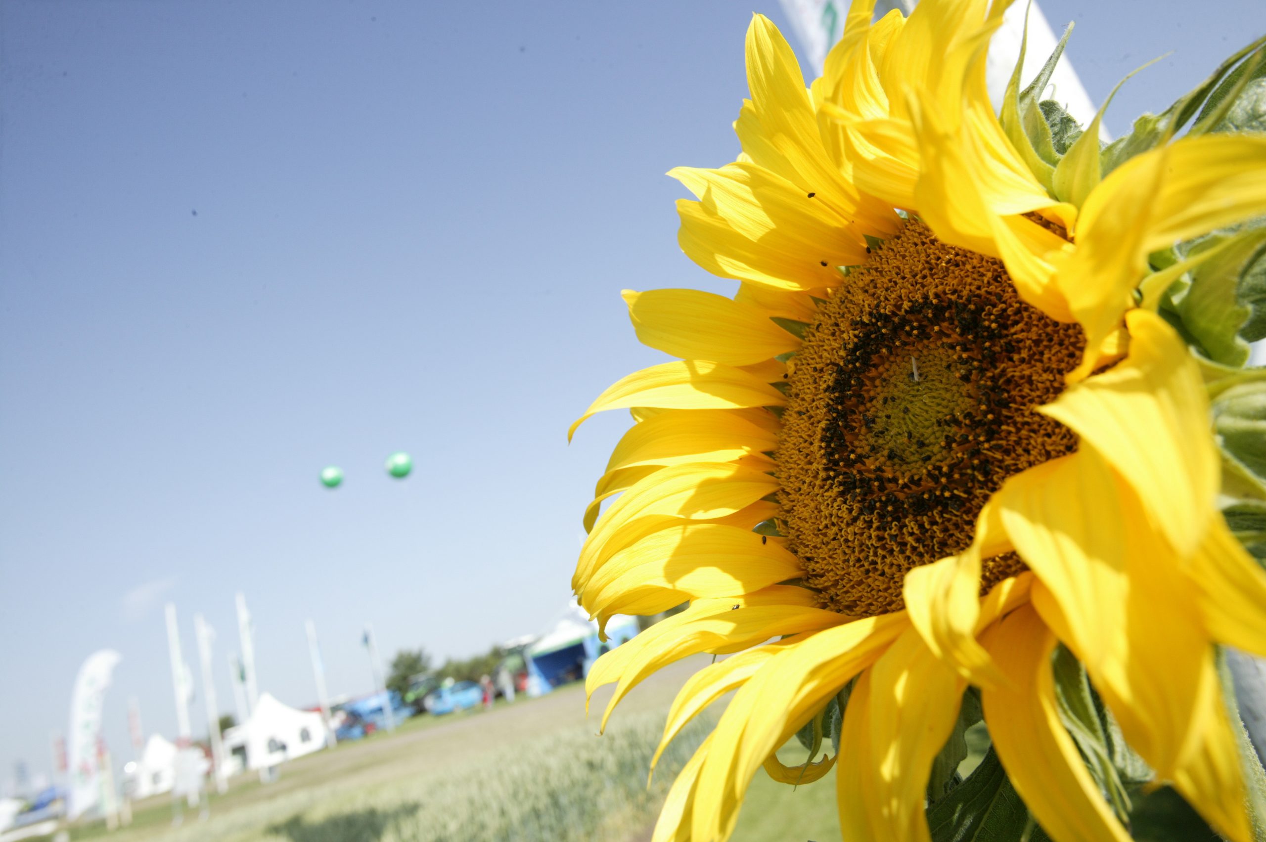Sunflower seeds often contain aflatoxins About Feed