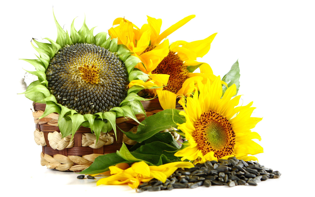 Sunflower Seeds Wallpapers Wallpaper Cave