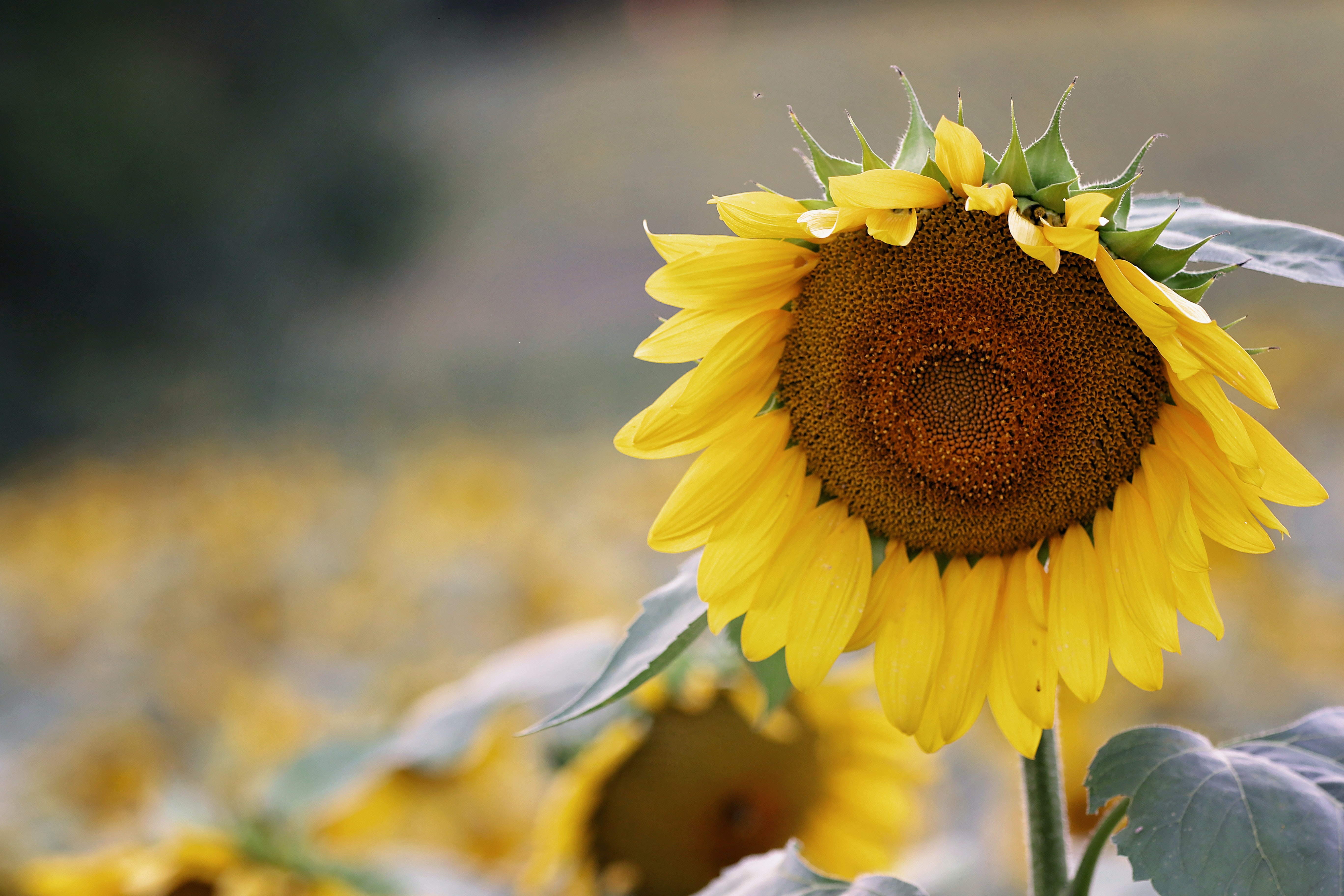 Sunflower Seeds Photo, Download The BEST Free Sunflower Seeds & HD Image