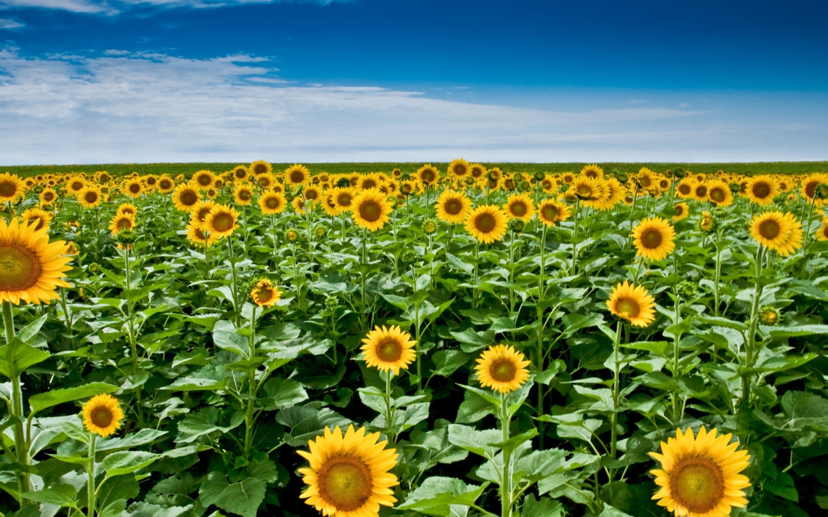 Spectacular Best Sunflower Seeds For Planting Moment Illustration Spectacular Best Sunflower Seeds For Planting Moment Illustration
