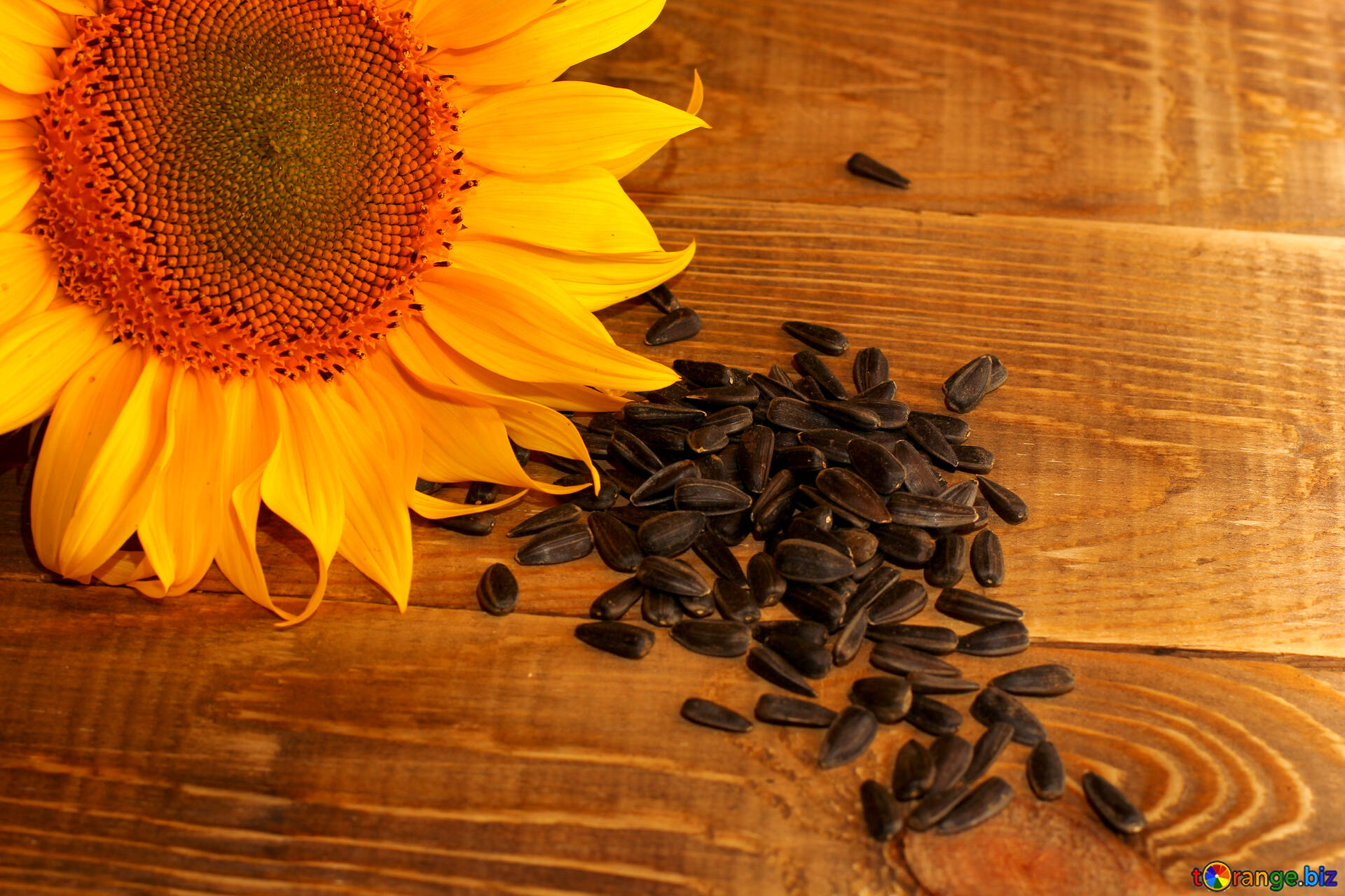 Sunflower seeds free image - № 32758