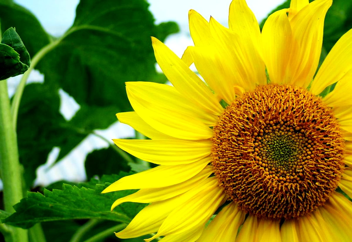 Detailed Miniature Sunflower Seeds Capture for Your Screen Detailed Miniature Sunflower Seeds Capture for Your Screen
