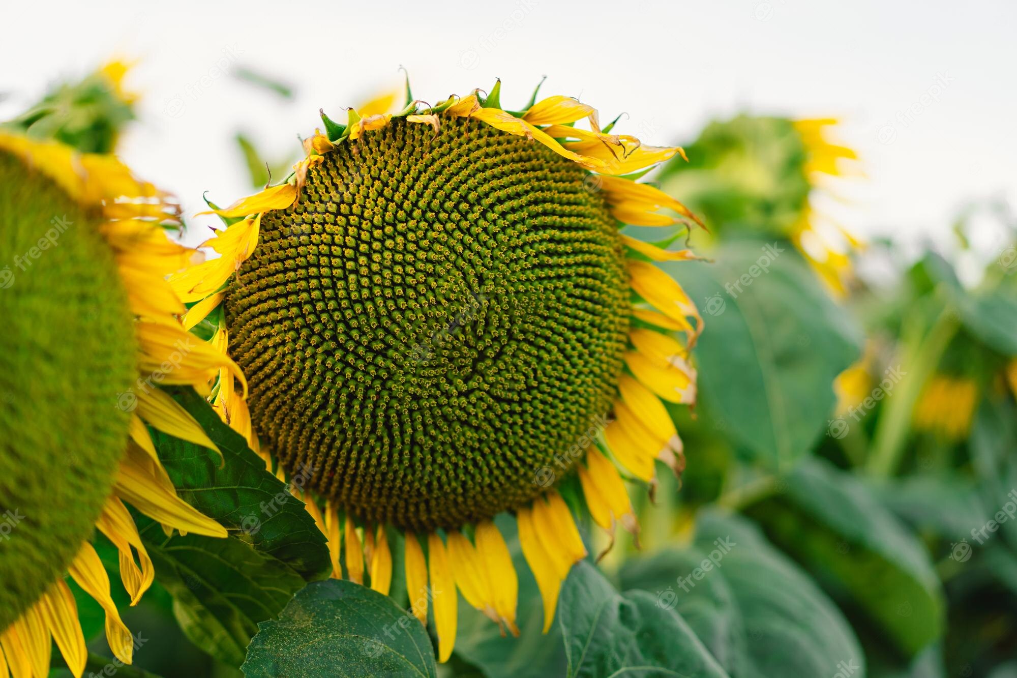 Spectacular Rare Sunflower Seeds Capture Illustration Spectacular Rare Sunflower Seeds Capture Illustration