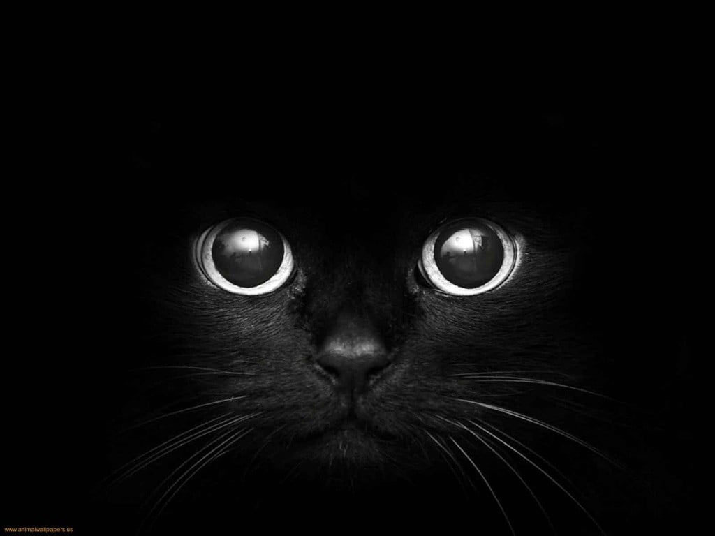 Black Cat Digital Wallpaper, Monochrome, Dark, Animals, Black Background