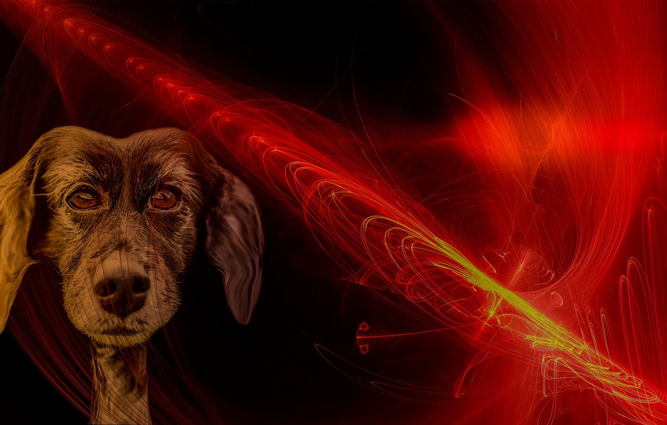 Fire Dogs Wallpapers - Wallpaper Cave