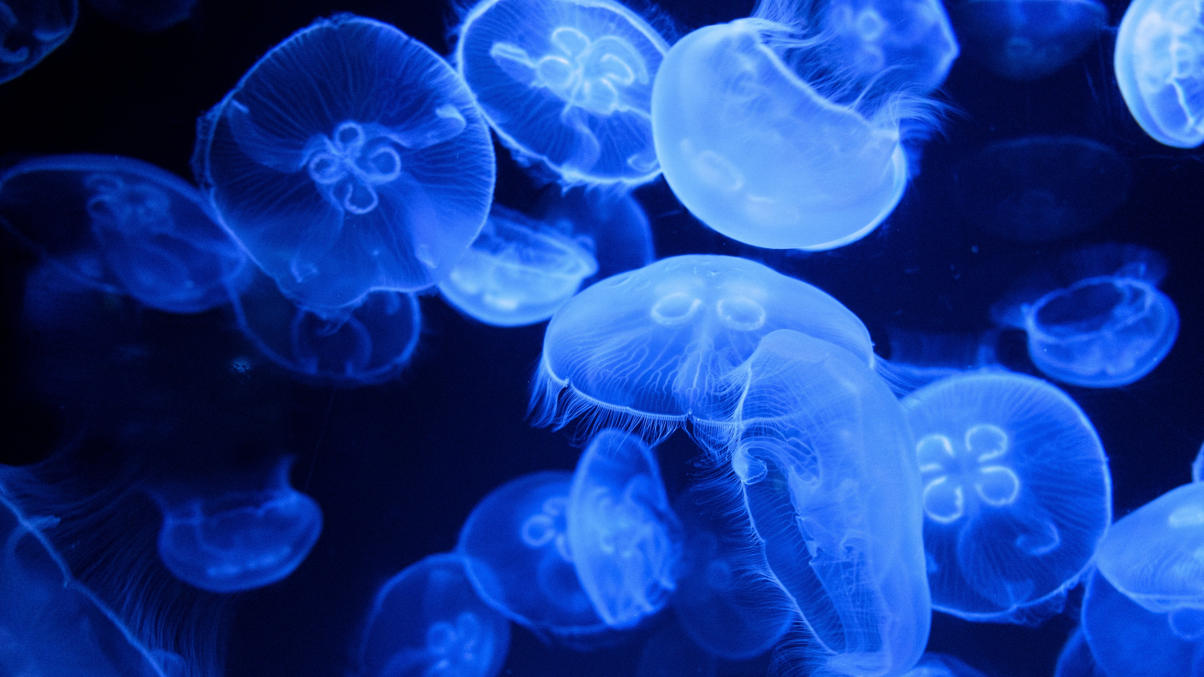 Blue Jellyfish Wallpaper 4K, Aquarium, Underwater, Glowing