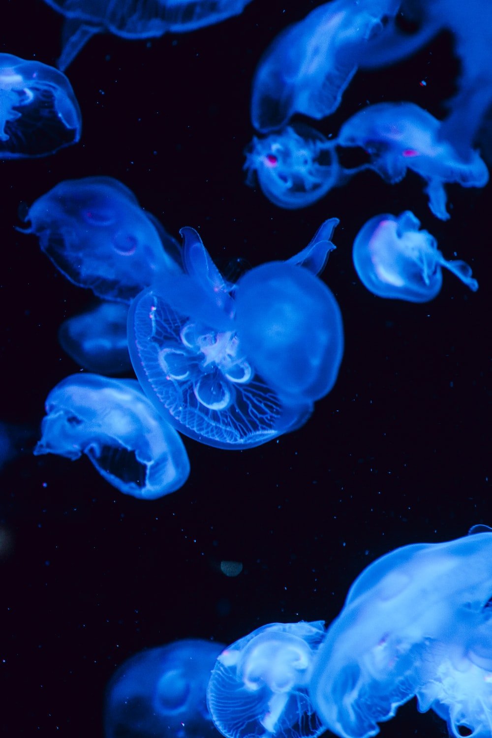 Blue Jellyfish Wallpapers - Wallpaper Cave