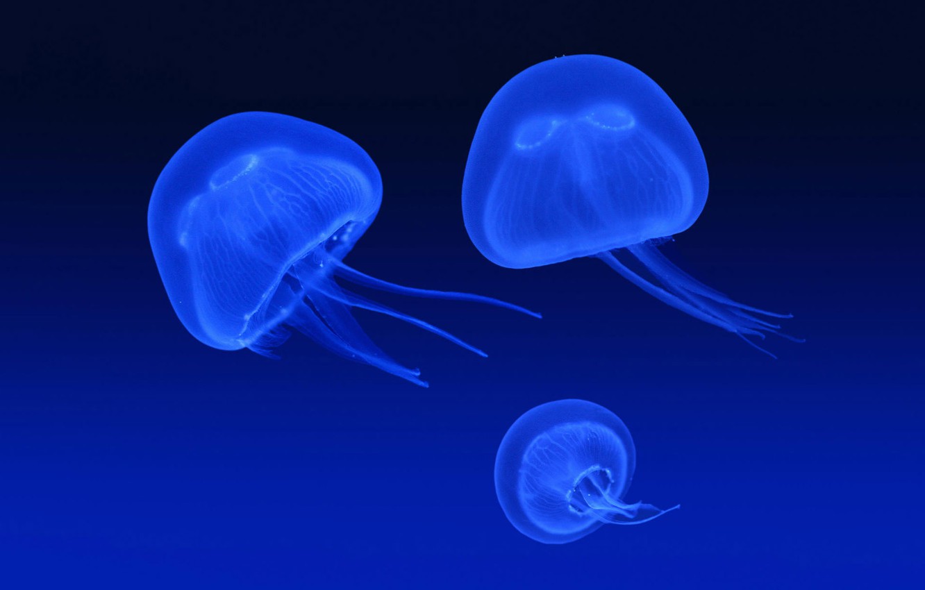 Wallpaper blue, glow, Jellyfish image for desktop, section животные