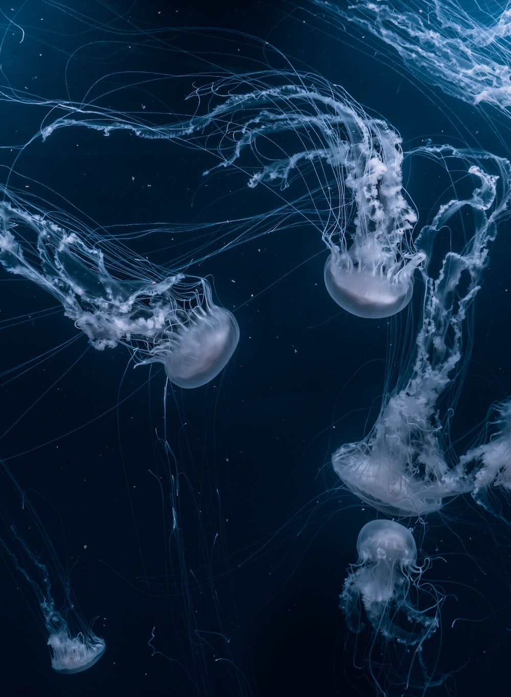 Jellyfish Picture [HD]. Download Free Image