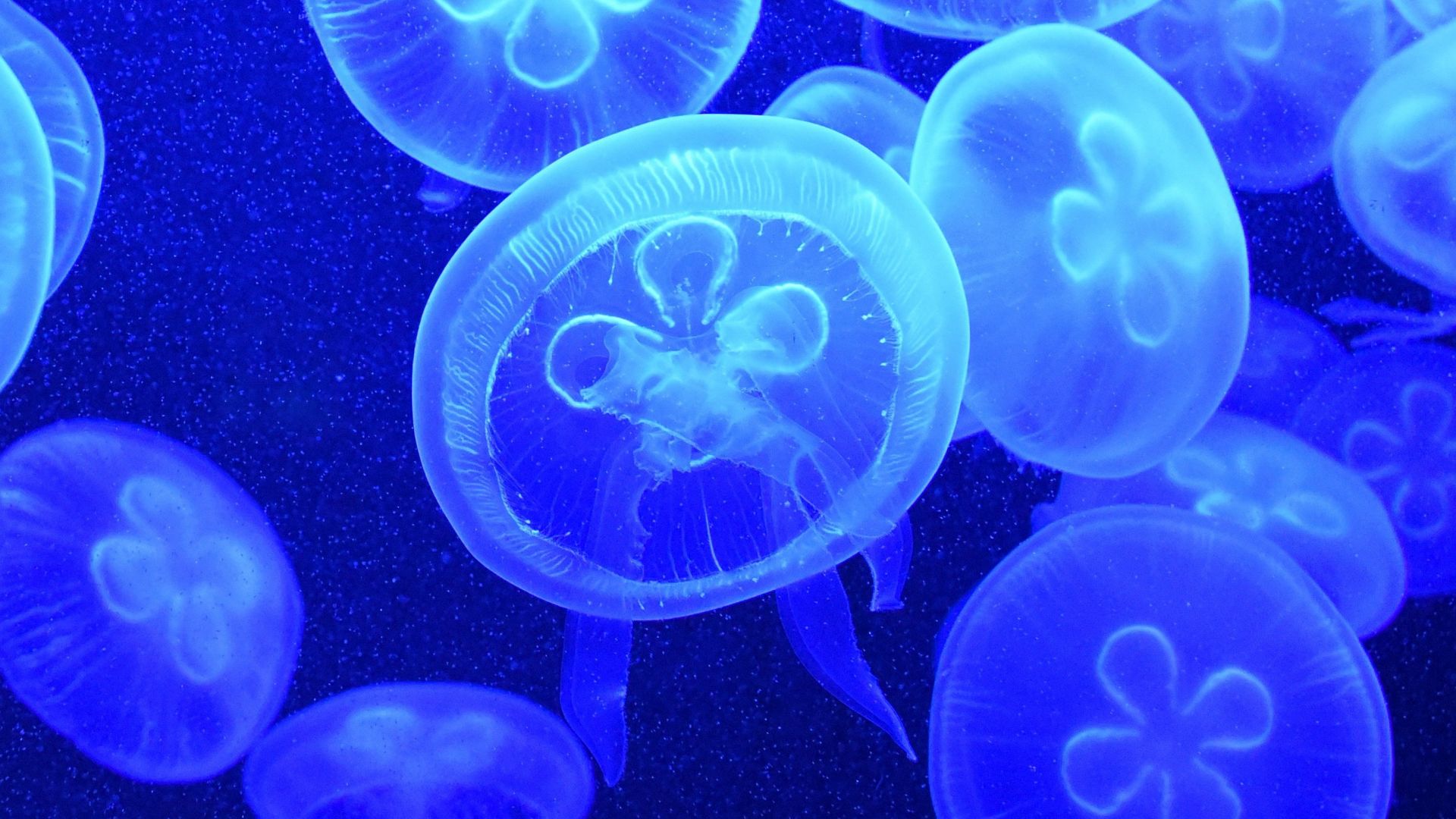 Desktop Wallpaper Blue Jellyfish, Fishes, Underwater, HD Image, Picture, Background, Xe4yuv