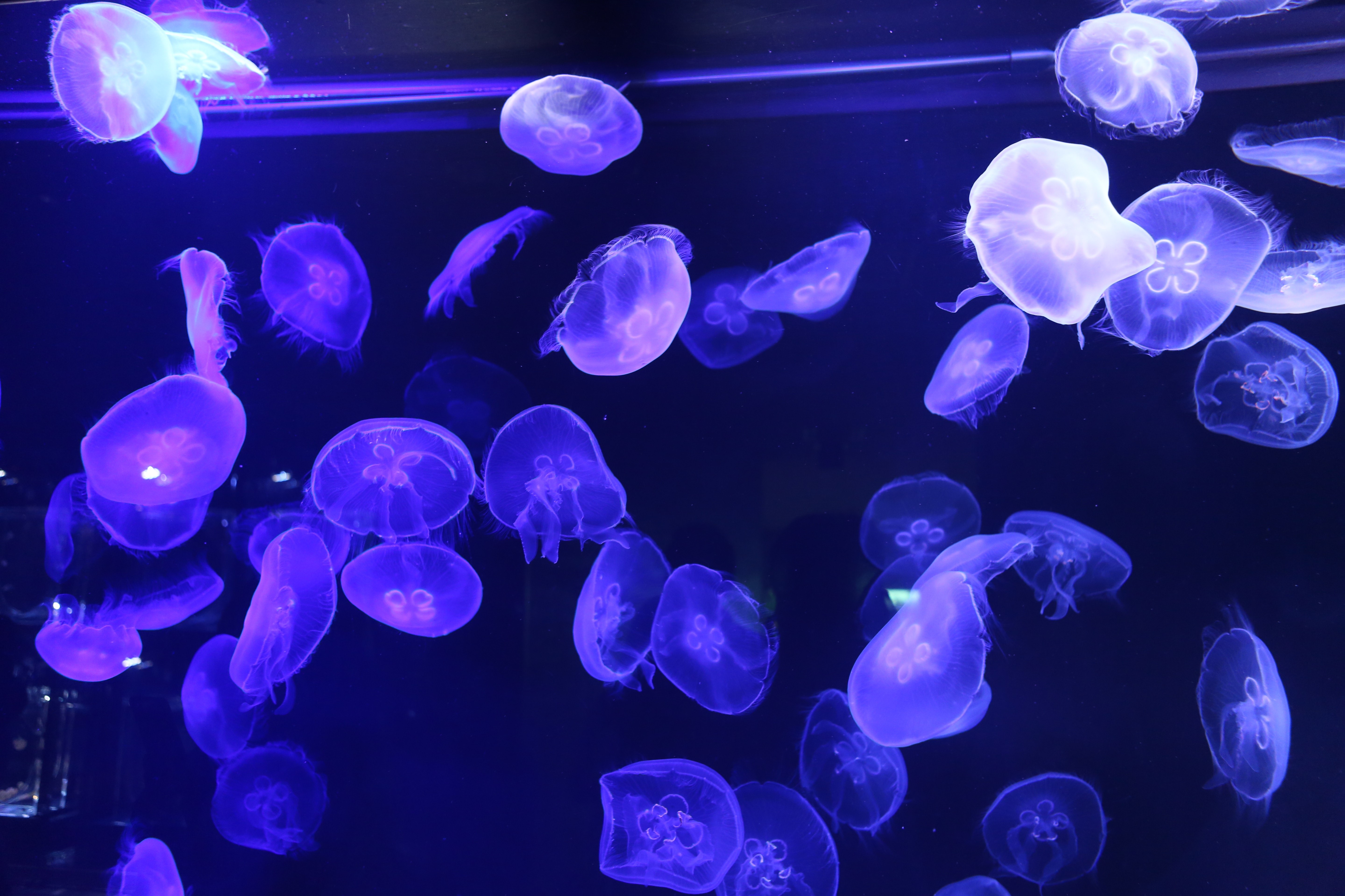 4K, fish, animals, jellyfish, blue, purple Gallery HD Wallpaper