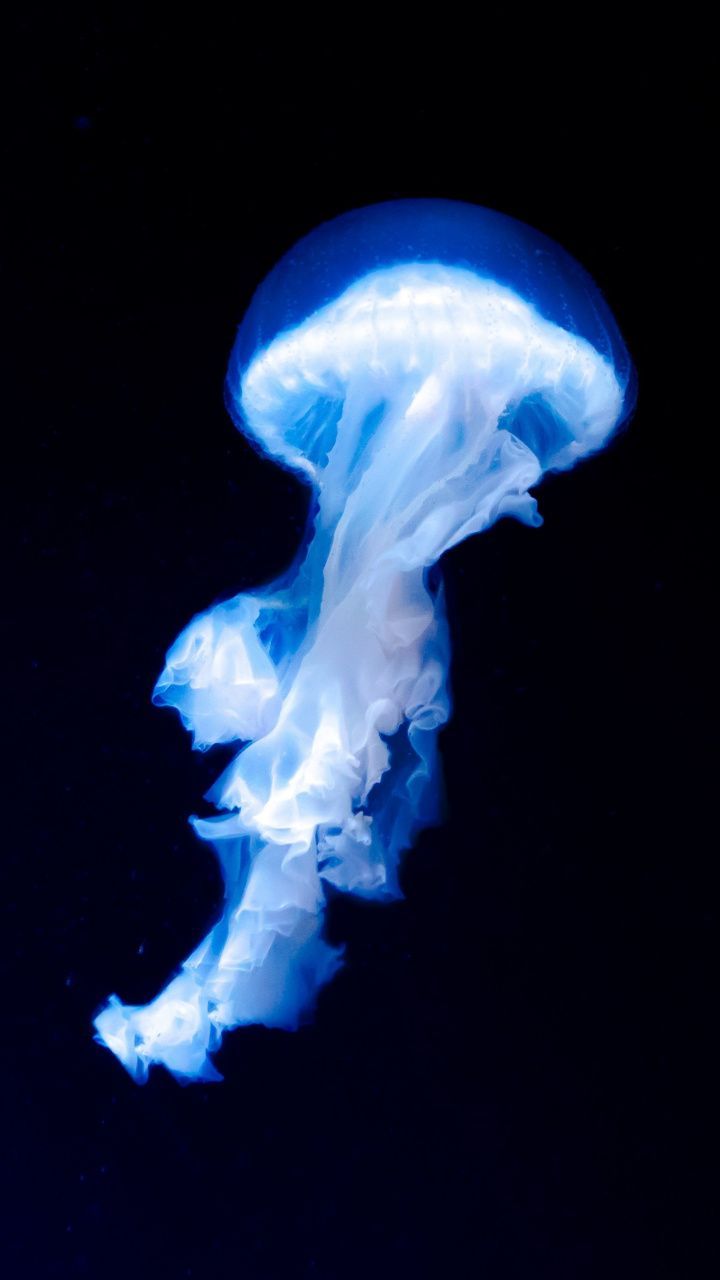 Blue jellyfish, dark, glow, 720x1280 wallpaper. Blue jellyfish, Jellyfish photography, Jellyfish art