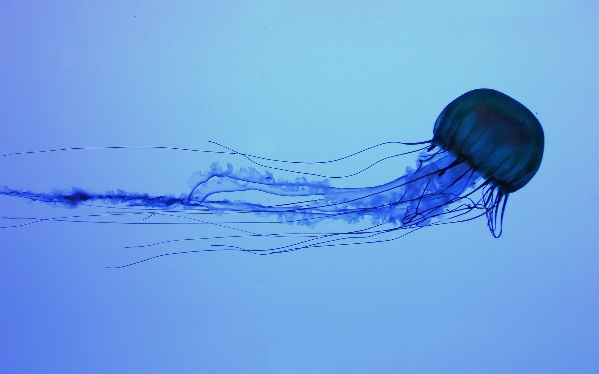 Blue Jellyfish Background