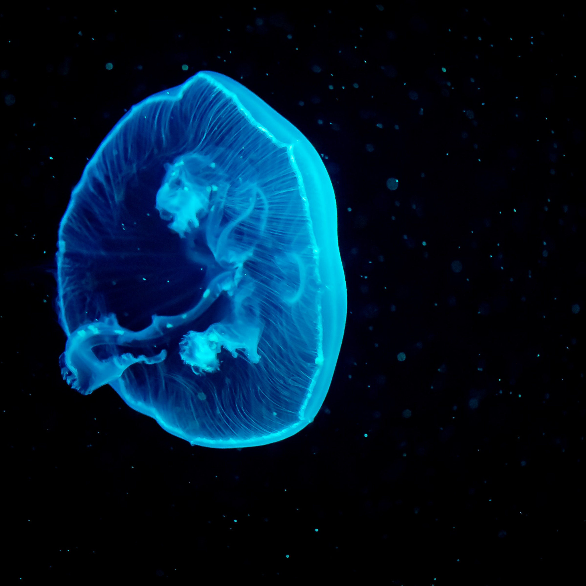 Download wallpaper: Blue jellyfish 2048x2048