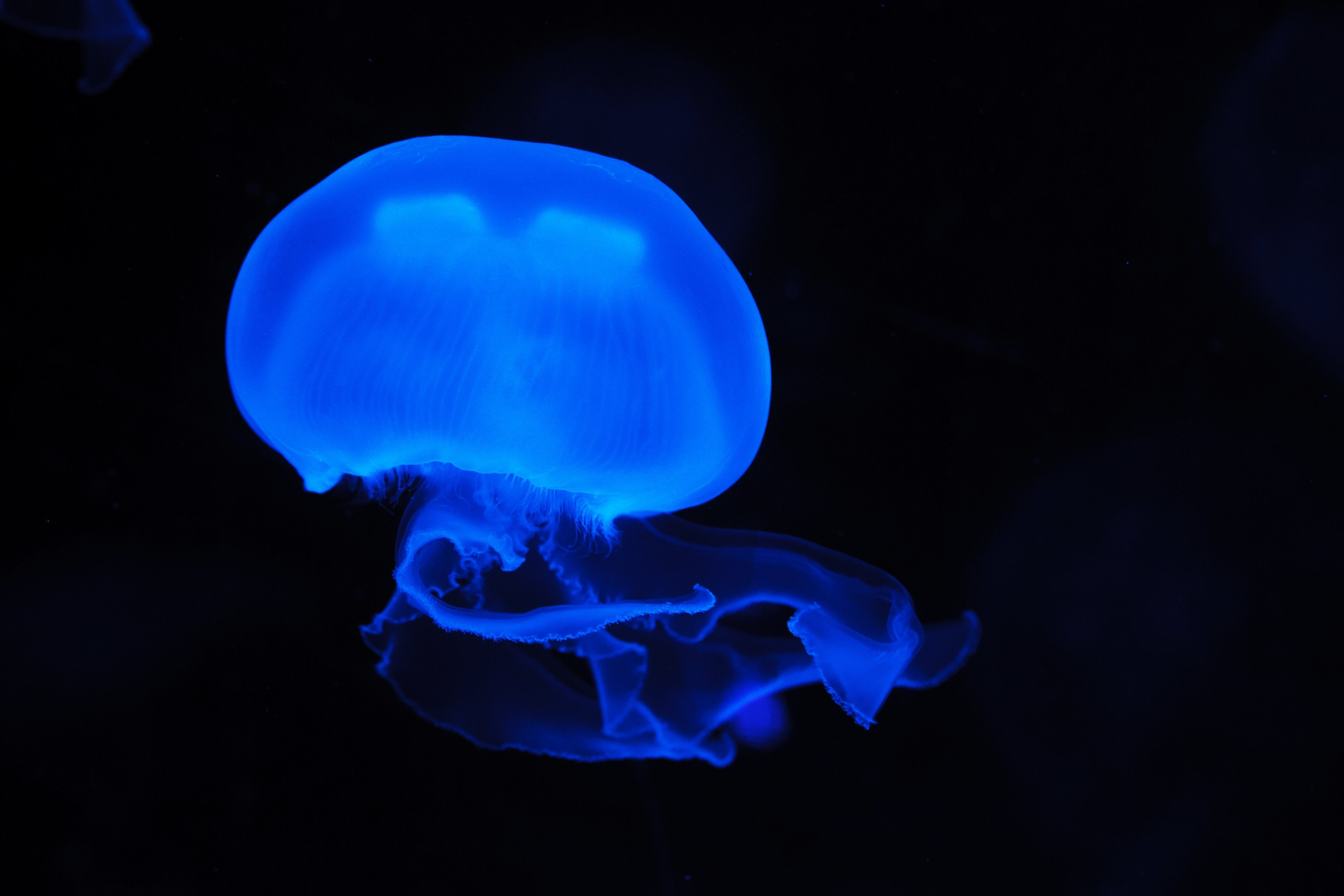 Wallpaper / animals, blue, dark, glowing, jellyfish, underwater free download