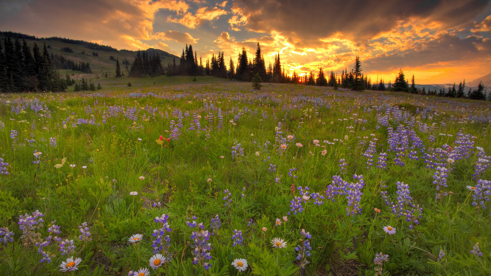 Wildflowers Meadow Wallpapers - Wallpaper Cave