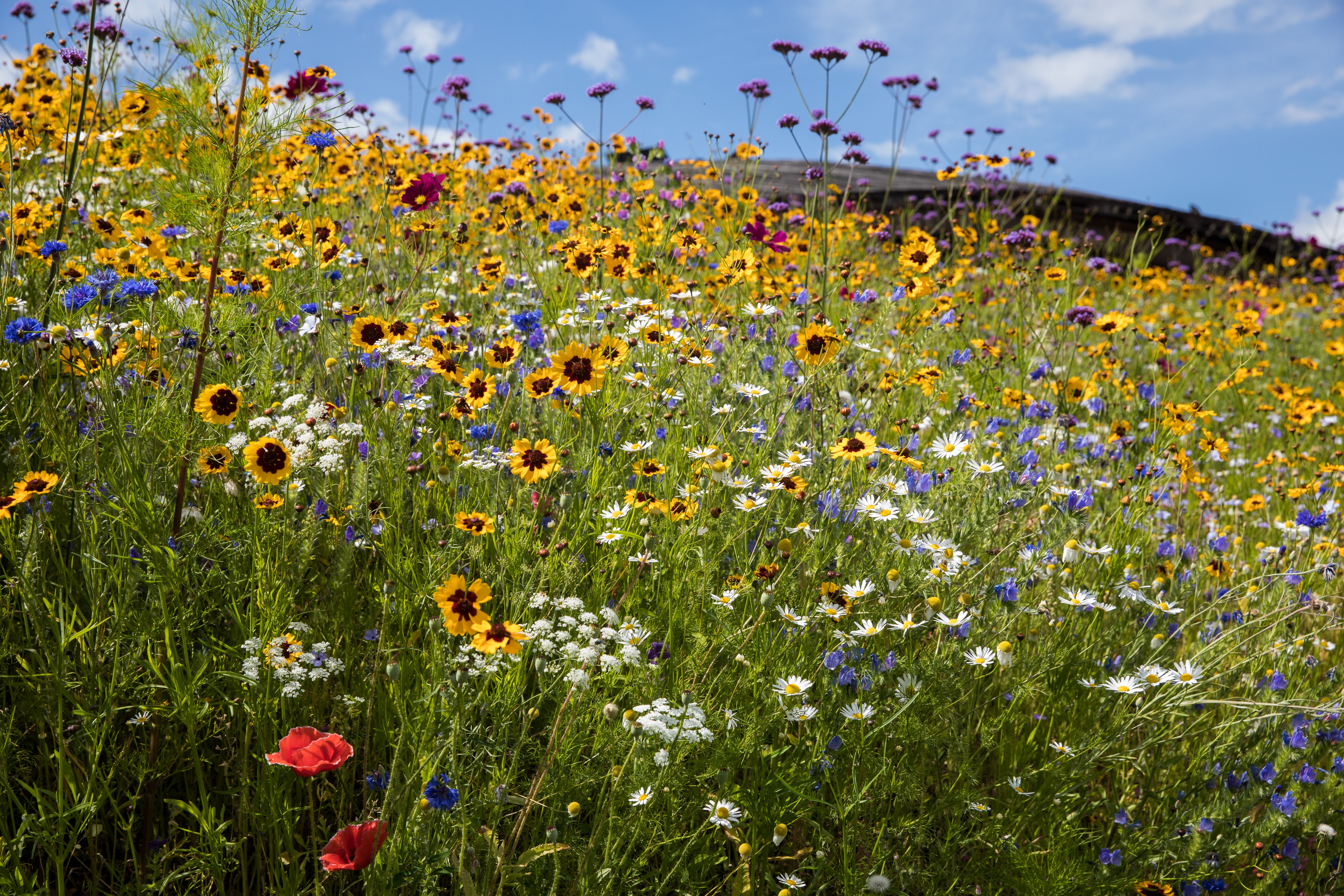Inspiring English wildflower meadows you can visit. House & Garden