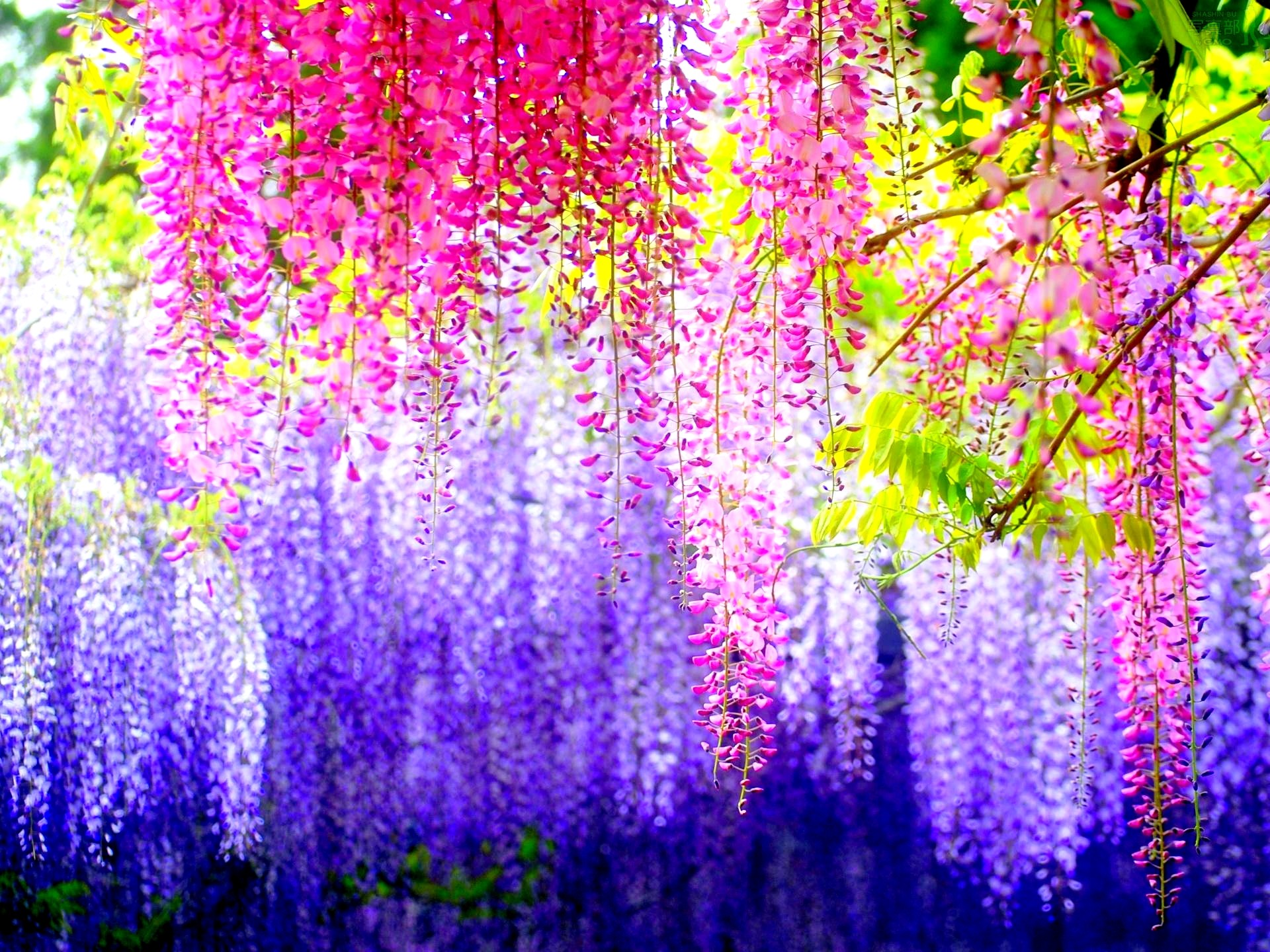 Colorful Nature Wallpaper