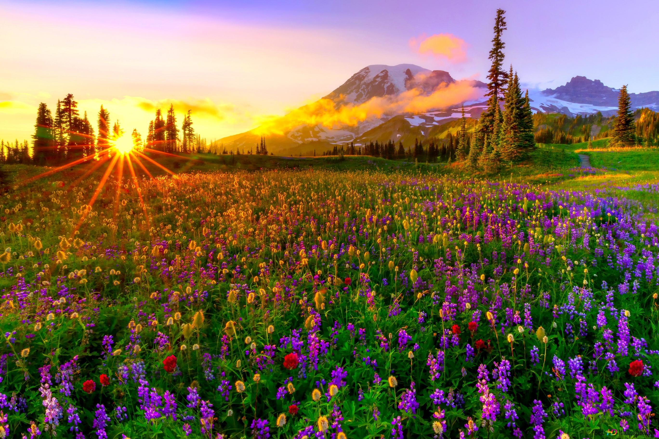 The Arrival of Spring to Nature 2K wallpaper download
