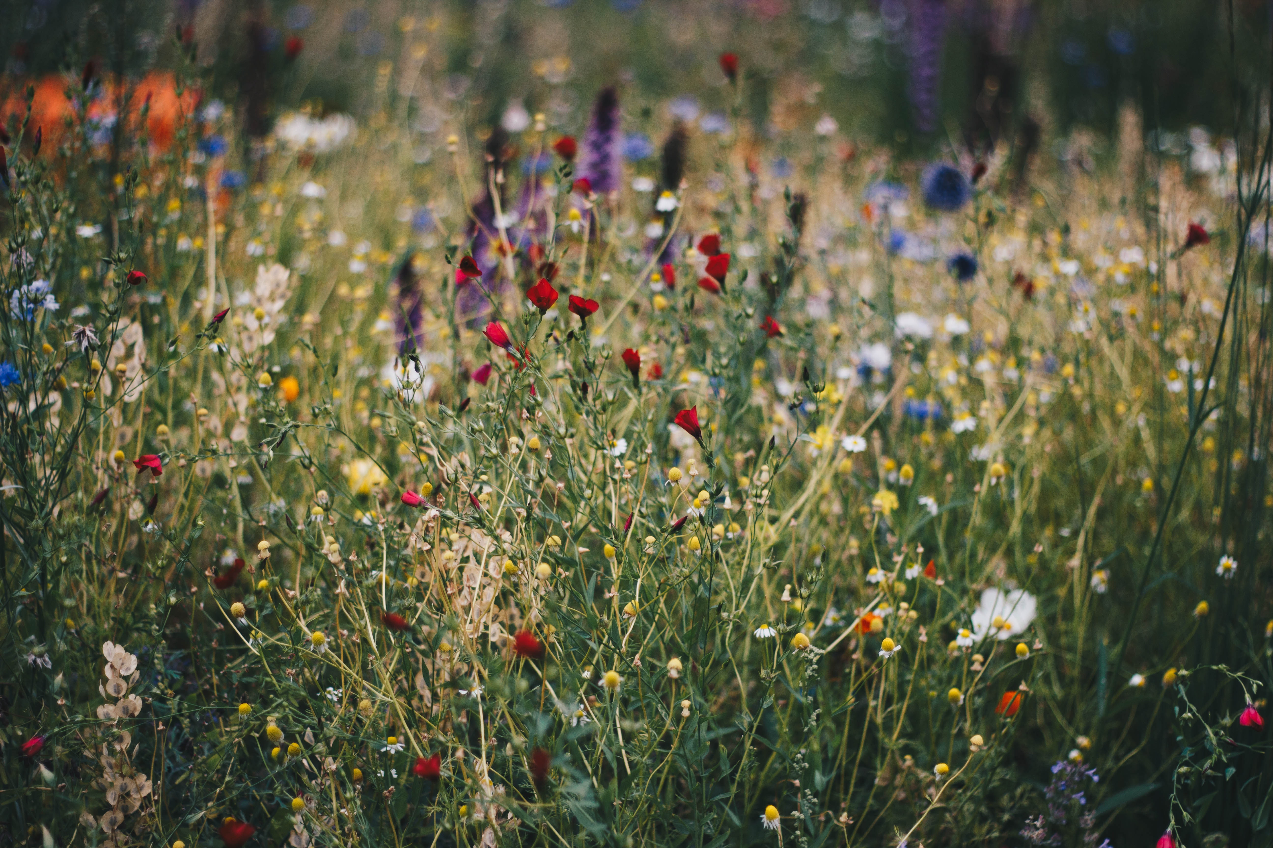 Wildflowers Photo, Download The BEST Free Wildflowers & HD Image