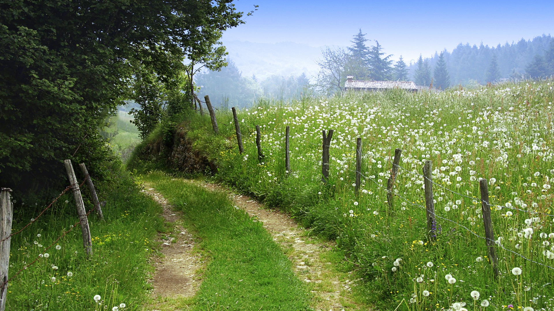 Wildflower Meadow Along