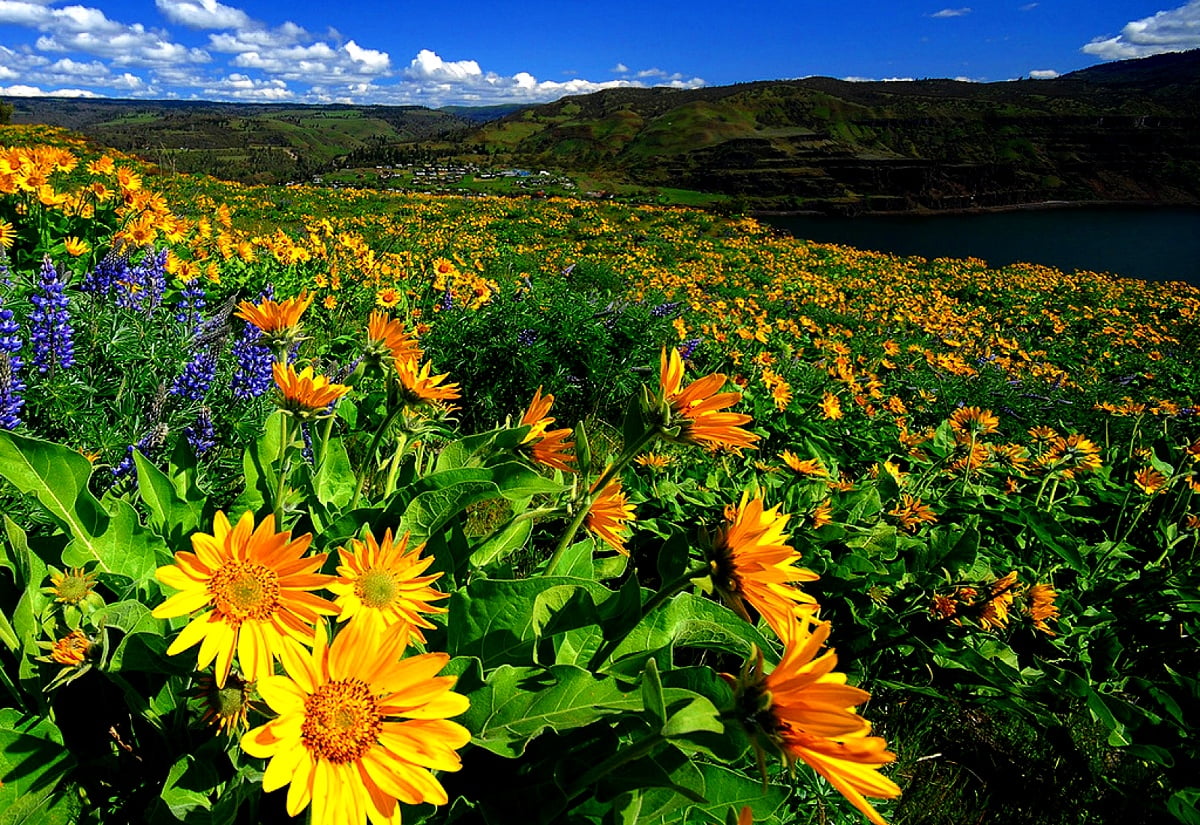 Wildflowers Meadow Wallpapers Wallpaper Cave 2558