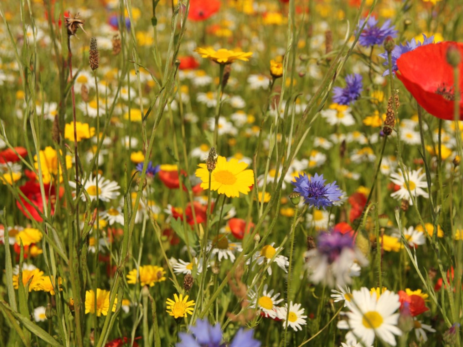 A Wildflower Garden In Your Backyard Know How