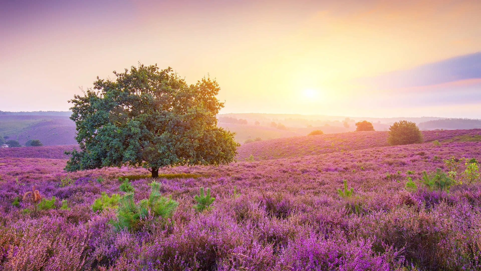 Wallpaper / pretty, beautiful, spring, sky, mist, tree, wildflowers, morning, meadow free download