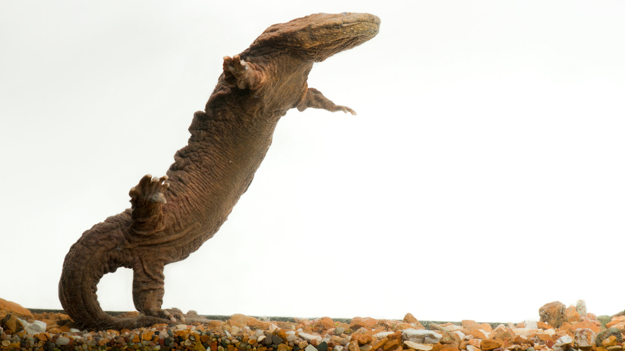 A Homecoming for Hellbenders, the Biggest Salamanders in North America