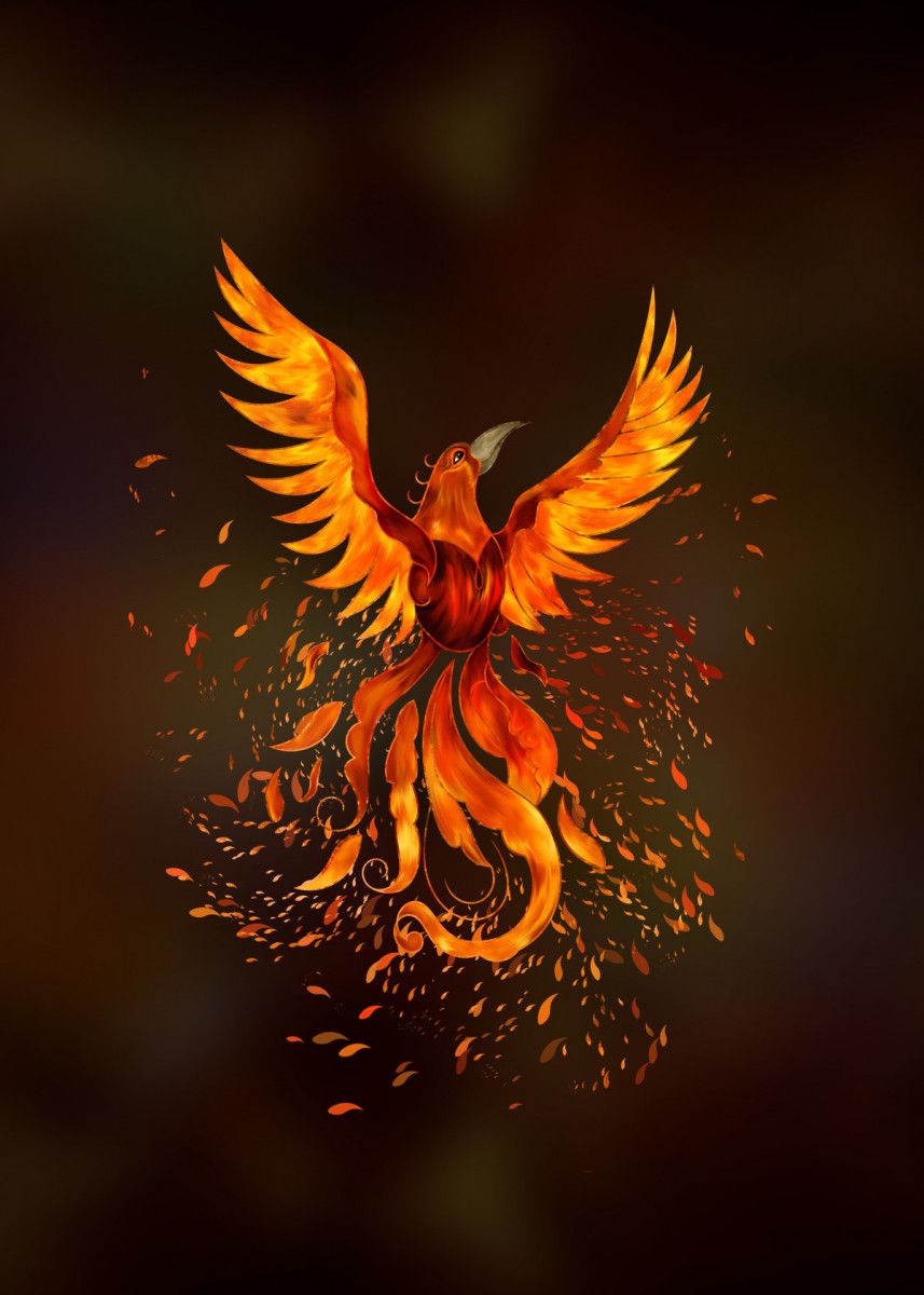 Phoenix bird HD wallpapers  Pxfuel